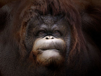 Close-up portrait of orangutan