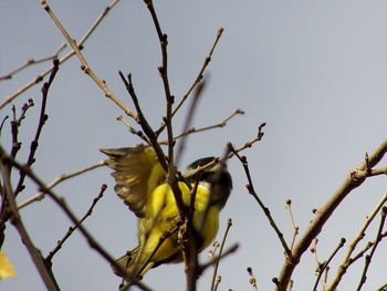 Low angle view of bird perching on tree against clear sky