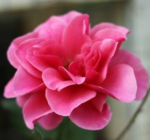 Close-up of pink rose
