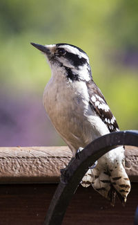 Close-up of bird perching on branch