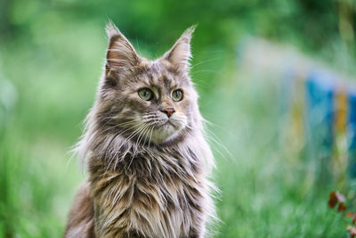 Maine coon cat portrait in garden. adult cute tortoiseshell cat, park grass background. feline breed