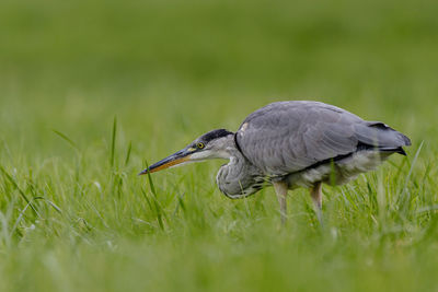 Side view of great blue heron on grassy field