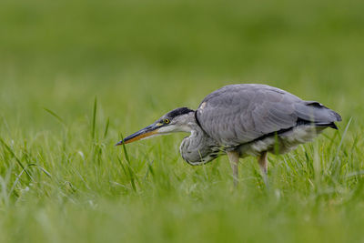 Close-up of bird perching on grass