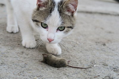 Close-up portrait of cat