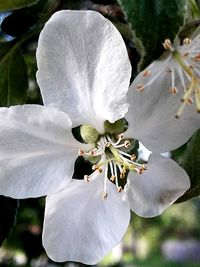 Close-up of white flower blooming on tree