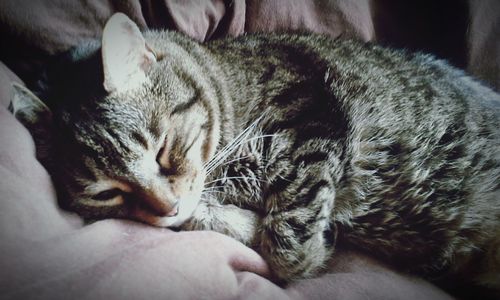 Cat sleeping on bed