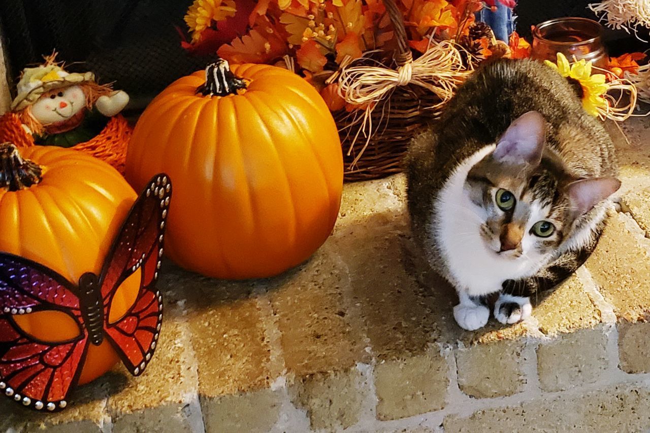 HIGH ANGLE VIEW OF CAT BY PUMPKIN ON A HALLOWEEN