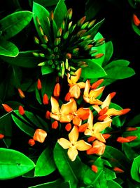 Close-up of flowers blooming outdoors