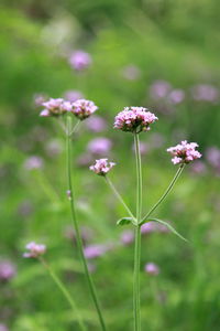 Close-up of pink flowering plants on land