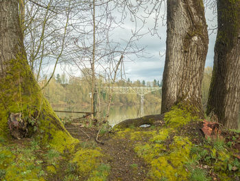 Trees in forest against sky