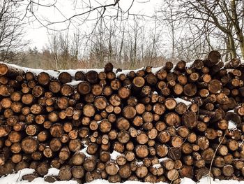 Stack of logs against trees during winter