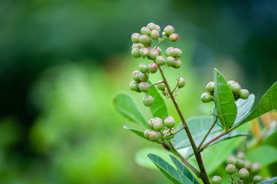 Close-up of berries growing on plant