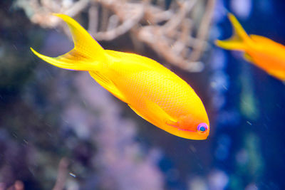 Close-up of yellow fish underwater