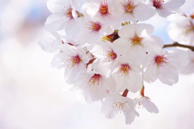 Low angle view of white flowers blooming in park