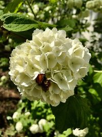 Close-up of insect on flower