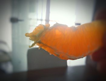 Close-up of orange leaf