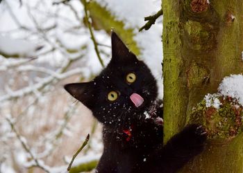 Close-up of cat on tree