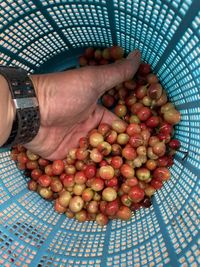 High angle view of man holding fruits