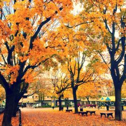 Trees in park