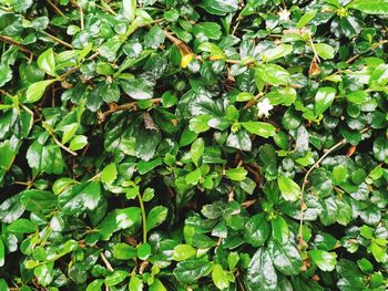 Full frame shot of ivy growing on plant