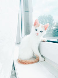 Portrait of a cat looking through window