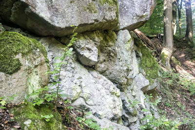 Close-up of moss growing on tree trunk