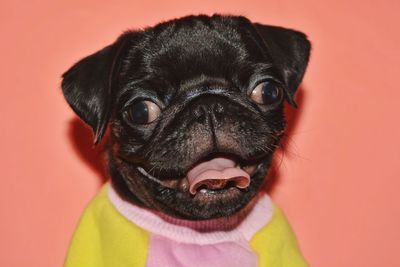 Close-up portrait of a dog