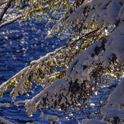 Close-up of frozen tree during winter