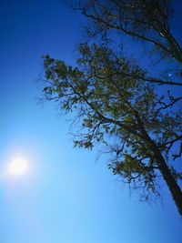 Low angle view of tree against blue sky