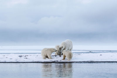 Polar bears searching for food by lake