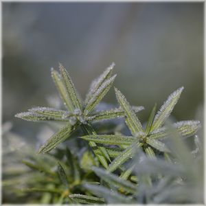 Close-up of frozen plant