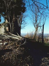 Bare trees on landscape