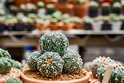 Close-up of ice cream for sale