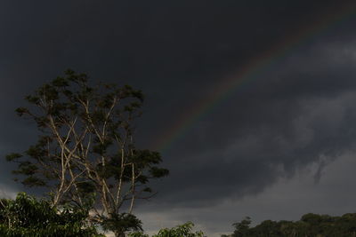 Low angle view of rainbow over trees against sky