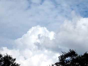 Low angle view of trees against sky