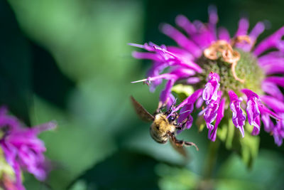 Close-up of bee pollinating on purple flower