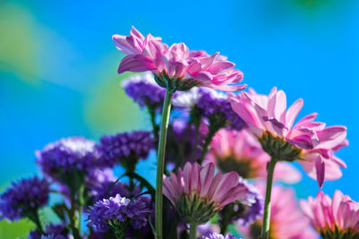 Close-up of pink flowering plants against blue sky