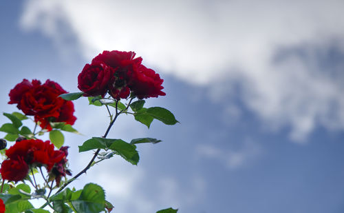 Close-up of red rose against sky