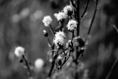 Close-up of flowers blooming outdoors