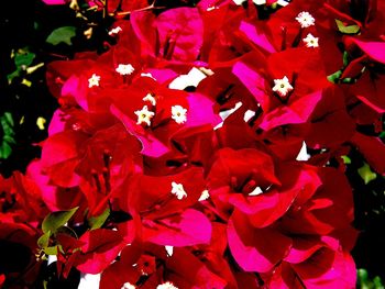 Close-up of pink flowers