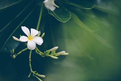 Close-up of white flowering plant