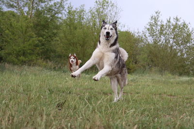 Dogs running on grass