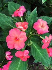 Close-up of pink flowers blooming outdoors