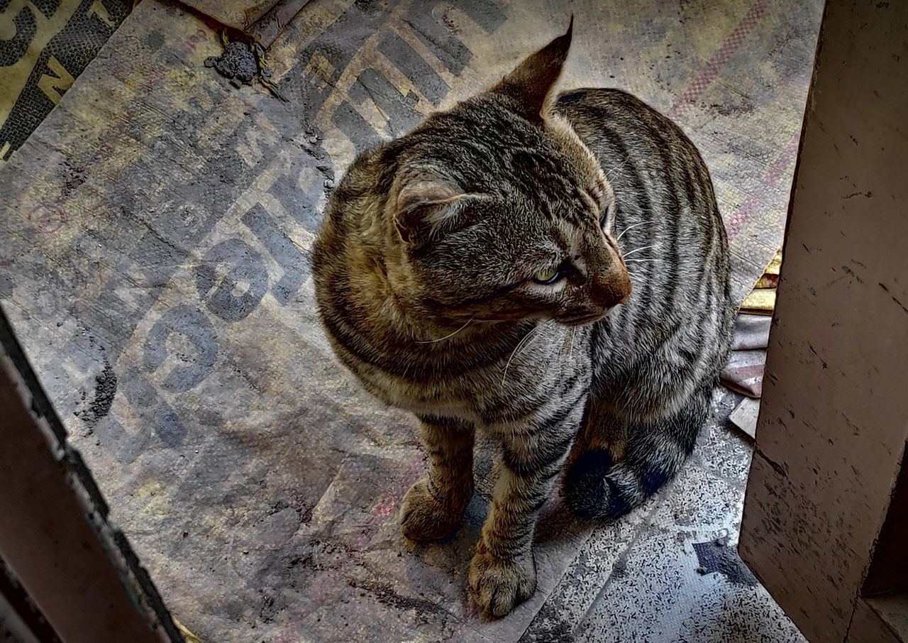 HIGH ANGLE VIEW OF A CAT