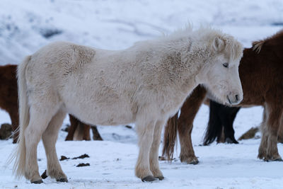 Iceland horse, equus caballus, traditional horse from the icelandic island