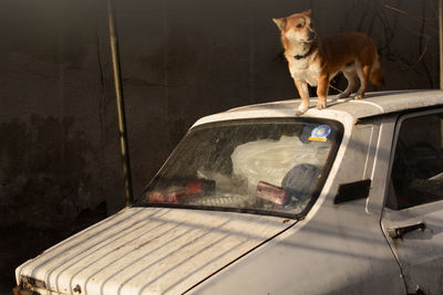 Cat sitting in car