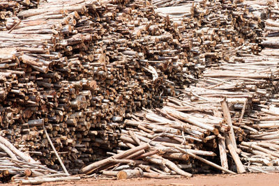 Stack of logs in forest