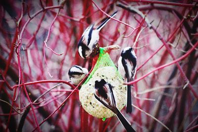 Close-up of bird perching on branch