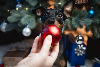 christmas tree