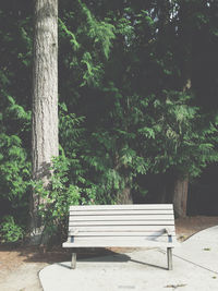 Empty plant in the park